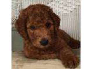 Goldendoodle Puppy for sale in Spencerville, OH, USA