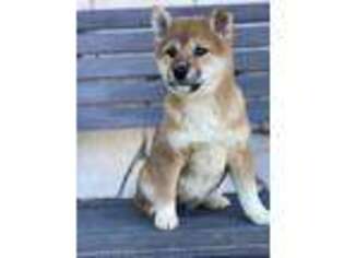 Shiba Inu Puppy for sale in San Diego, CA, USA