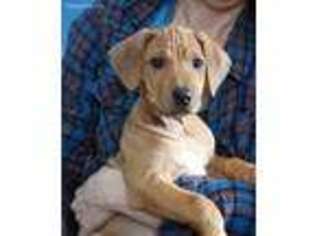 Rhodesian Ridgeback Puppy for sale in Hillman, MN, USA