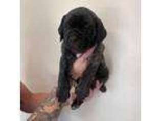 Cane Corso Puppy for sale in Petaluma, CA, USA