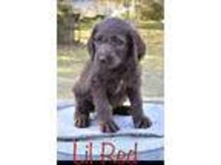 Labradoodle Puppy for sale in Denham Springs, LA, USA