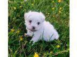 Maltese Puppy for sale in Farmville, VA, USA
