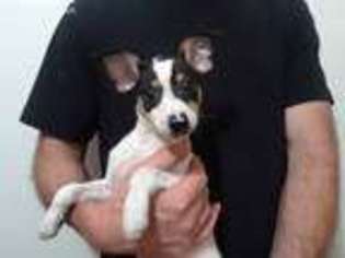 Rat Terrier Puppy for sale in Redding, CA, USA