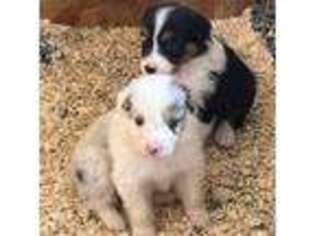 Australian Shepherd Puppy for sale in Fontana, CA, USA