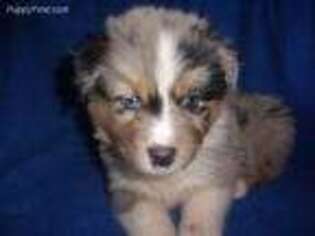 Australian Shepherd Puppy for sale in Forestville, NY, USA