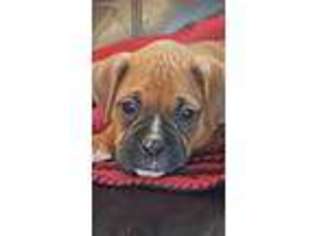 Boxer Puppy for sale in La Porte, TX, USA