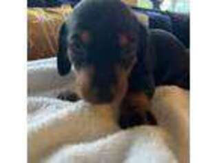 Dachshund Puppy for sale in Moss Landing, CA, USA