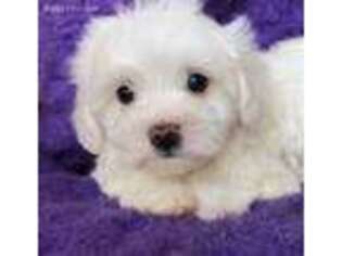 Maltese Puppy for sale in New Albany, MS, USA