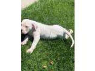 American Bulldog Puppy for sale in Oceanside, CA, USA