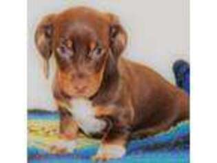 Dachshund Puppy for sale in Windsor, CO, USA
