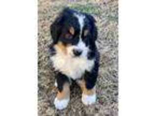 Bernese Mountain Dog Puppy for sale in Ash Flat, AR, USA