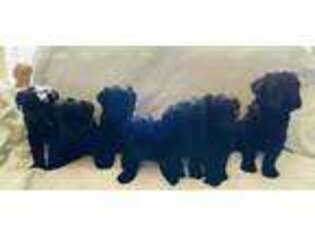 Black Russian Terrier Puppy for sale in Prosser, WA, USA