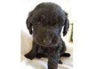 Goldendoodle Puppy for sale in Parma, ID, USA
