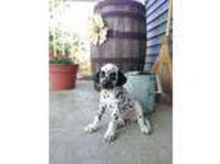 Dalmatian Puppy for sale in Loogootee, IN, USA