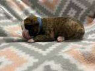 Boxer Puppy for sale in Crivitz, WI, USA