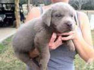 Labrador Retriever Puppy for sale in CLEVELAND, TX, USA