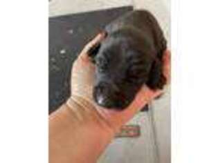 Doberman Pinscher Puppy for sale in Pink Hill, NC, USA