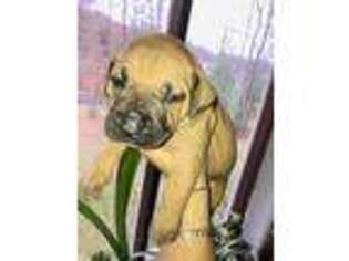 Boerboel Puppy for sale in Effort, PA, USA
