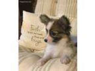 Papillon Puppy for sale in Woodville, TX, USA
