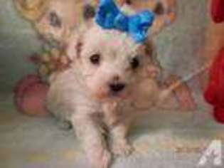 Maltese Puppy for sale in BEAVER FALLS, PA, USA