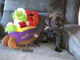 Mastiff Puppy for sale in Shirley, IL, USA