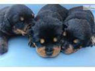 Rottweiler Puppy for sale in Springfield, IL, USA