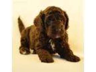 Labradoodle Puppy for sale in Brookings, OR, USA
