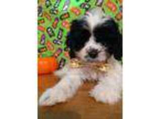 Cavapoo Puppy for sale in Canaseraga, NY, USA
