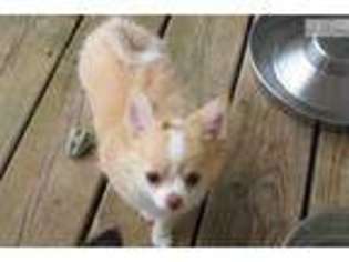 Chihuahua Puppy for sale in Grand Rapids, MI, USA
