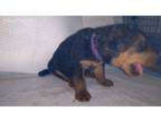 Airedale Terrier Puppy for sale in Houston, TX, USA
