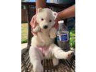 Mutt Puppy for sale in Chino Hills, CA, USA