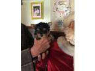 Yorkshire Terrier Puppy for sale in Lenoir, NC, USA