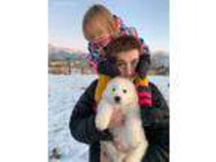 Great Pyrenees Puppy for sale in Stockton, UT, USA