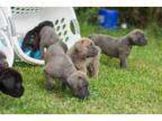 Cane Corso Puppy for sale in Whitesburg, GA, USA