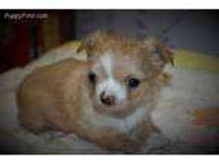 Chihuahua Puppy for sale in Kingston, OK, USA