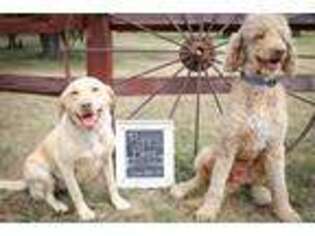 Labradoodle Puppy for sale in Pine River, MN, USA