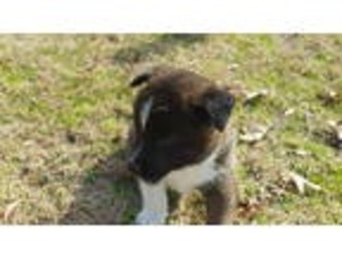 Akita Puppy for sale in Augusta, GA, USA