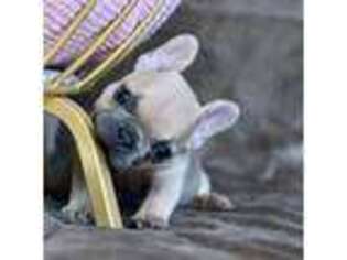 French Bulldog Puppy for sale in Anderson, MO, USA