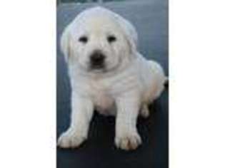 Labrador Retriever Puppy for sale in Quantico, VA, USA