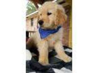 Golden Retriever Puppy for sale in Douglas, GA, USA