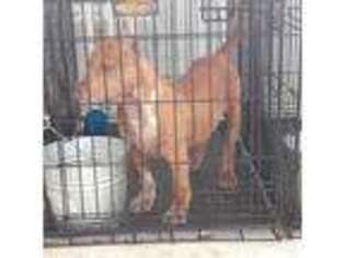 Mutt Puppy for sale in Clewiston, FL, USA