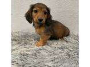 Dachshund Puppy for sale in Pflugerville, TX, USA