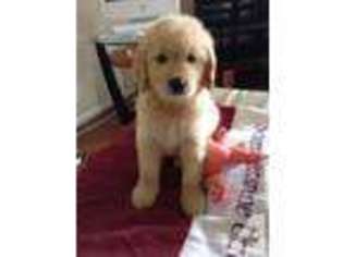 Goldendoodle Puppy for sale in MELBOURNE, FL, USA