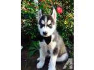 Siberian Husky Puppy for sale in PLACENTIA, CA, USA