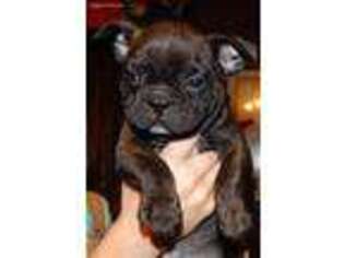 French Bulldog Puppy for sale in Spraggs, PA, USA