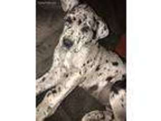 Great Dane Puppy for sale in Chetopa, KS, USA