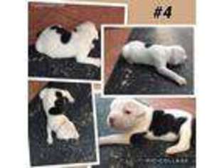 American Bulldog Puppy for sale in Nacogdoches, TX, USA