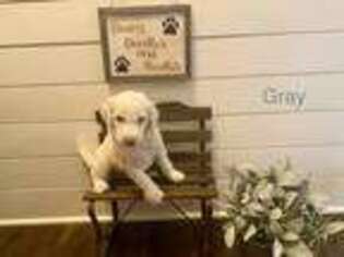 Goldendoodle Puppy for sale in Sellersburg, IN, USA