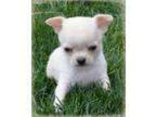 Chihuahua Puppy for sale in Longmont, CO, USA