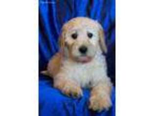 Goldendoodle Puppy for sale in Walhonding, OH, USA